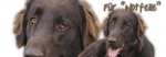 Spardose Flat-coated Retriever